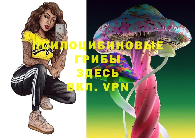 Галлюциногенные грибы Psilocybe  Курган 